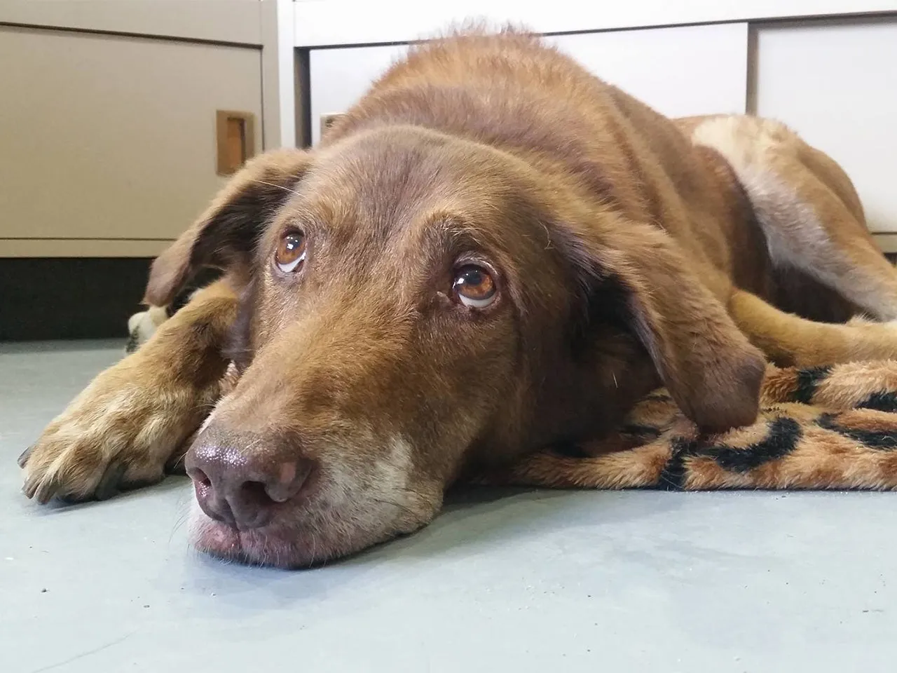 A day of care for an animal in Powell River